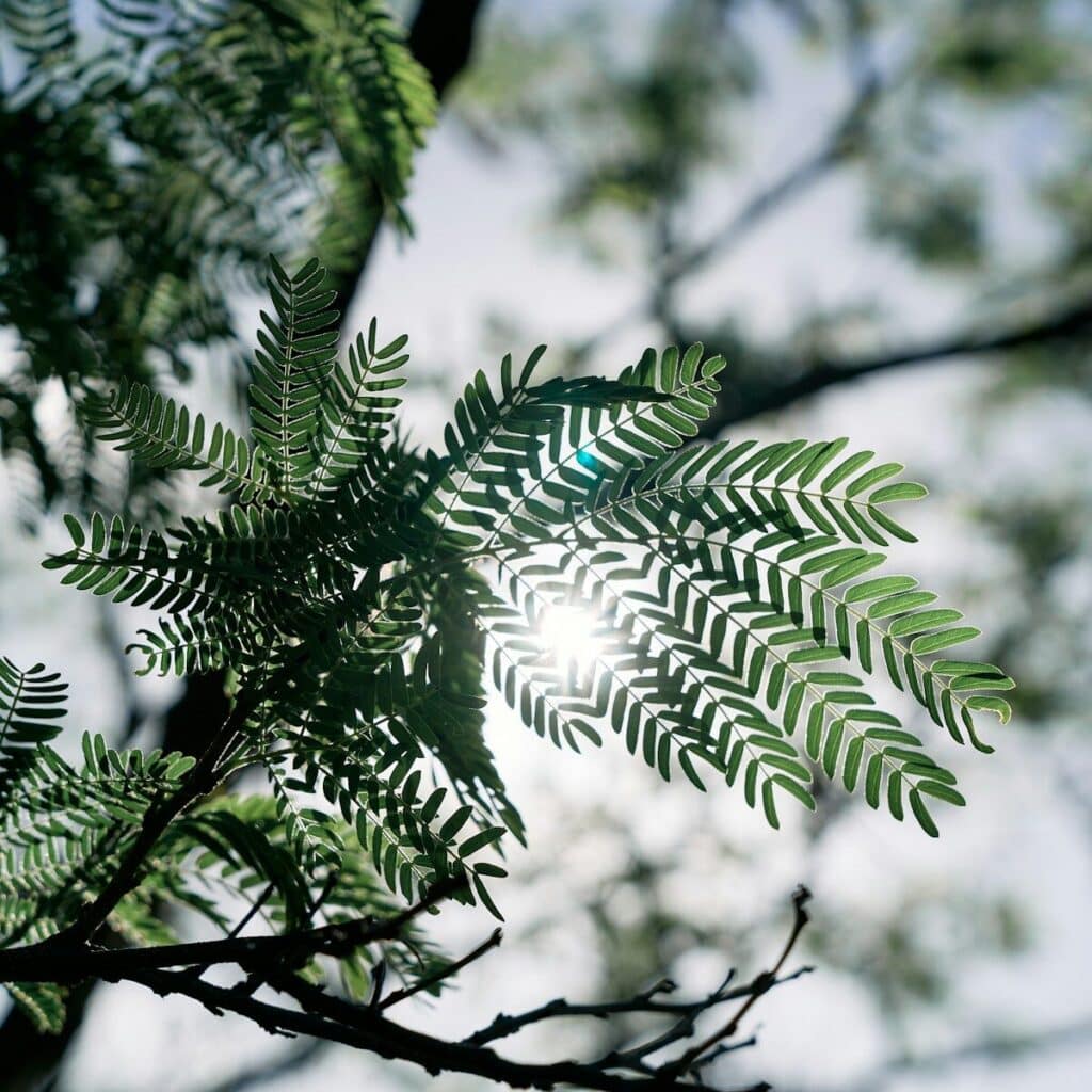 lumière du soleil filtrant au travers de feuilles